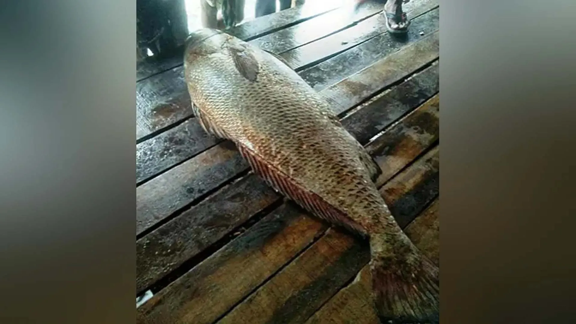 বঙ্গোপসাগরের সাড়ে ৪ কেজির কালো পোয়া ৭২ হাজারে বিক্রি